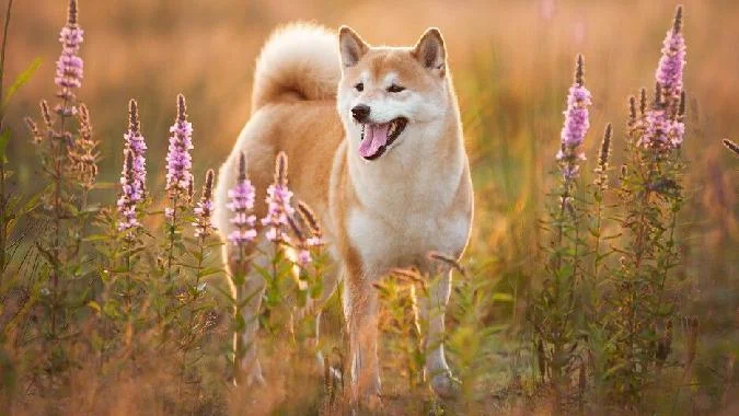Flying Shiba Inu - недавно запущенный мимкоин с потенциалом создать новую волну криптомиллиардеров. Shiba inu