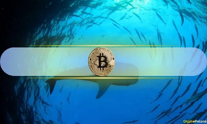 Прорыв биткоина ниже $60 000 оказался для китов возможностью купить, чтобы провалиться. Btc