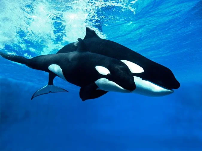 La plateforme danalyse de marché IntoTheBlock a récemment rapporté dans un post sur X (anciennement Twitter) que la baleine Cardano (qui possède entre 100 millions et 1 milliard dADA) a augmenté son bilan de 11 % au cours des 30 derniers jours. Ces investisseurs possèdent désormais 6,71 % de la production totale de Cardano. Cardano