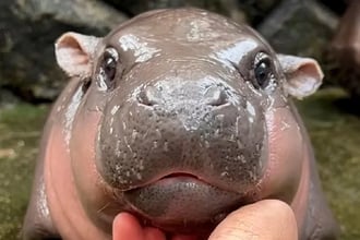 Mu Deng, un adorable bebé hipopótamo civeta del zoo tailandés de Khao Kaeo, se ha convertido en una sensación de Internet, generando monedas meme basadas en el solán cuyo valor de mercado se ha disparado hasta los 121 millones de dólares. Solana