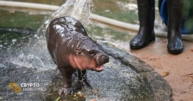 La última moneda meme de temática animal que ha captado la atención de los criptooperadores es MOODENG, inspirada en Moo Deng, un hipopótamo pigmeo de dos meses del zoológico abierto de Khao Kaew, en Tailandia. Token