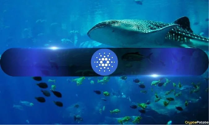 Последнее наблюдение аналитического агентства пришлось на период общего подъема крипторынка. К примеру, Эфириум показал решительное восстановление после недавнего снижения ниже отметки в $2 750 на прошлой неделе. Eth